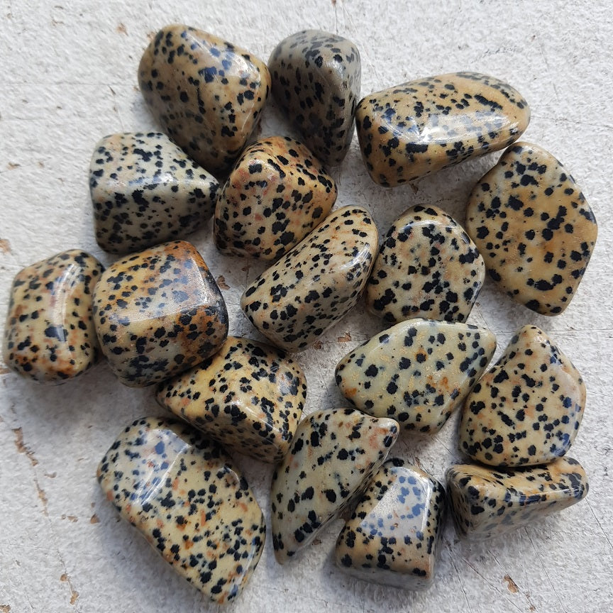 Dalmatian Jasper Tumbled 200gms (10-15pc)