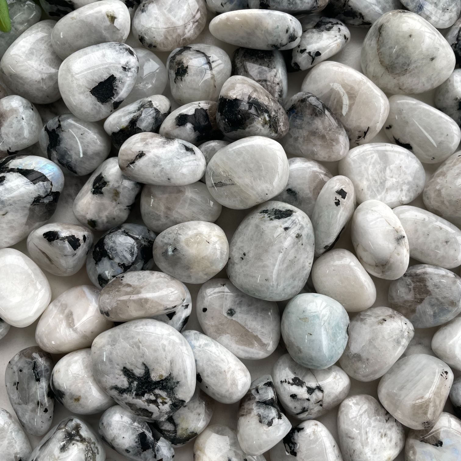 Rainbow Moonstone Tumbled - 1KG (50-60pc)