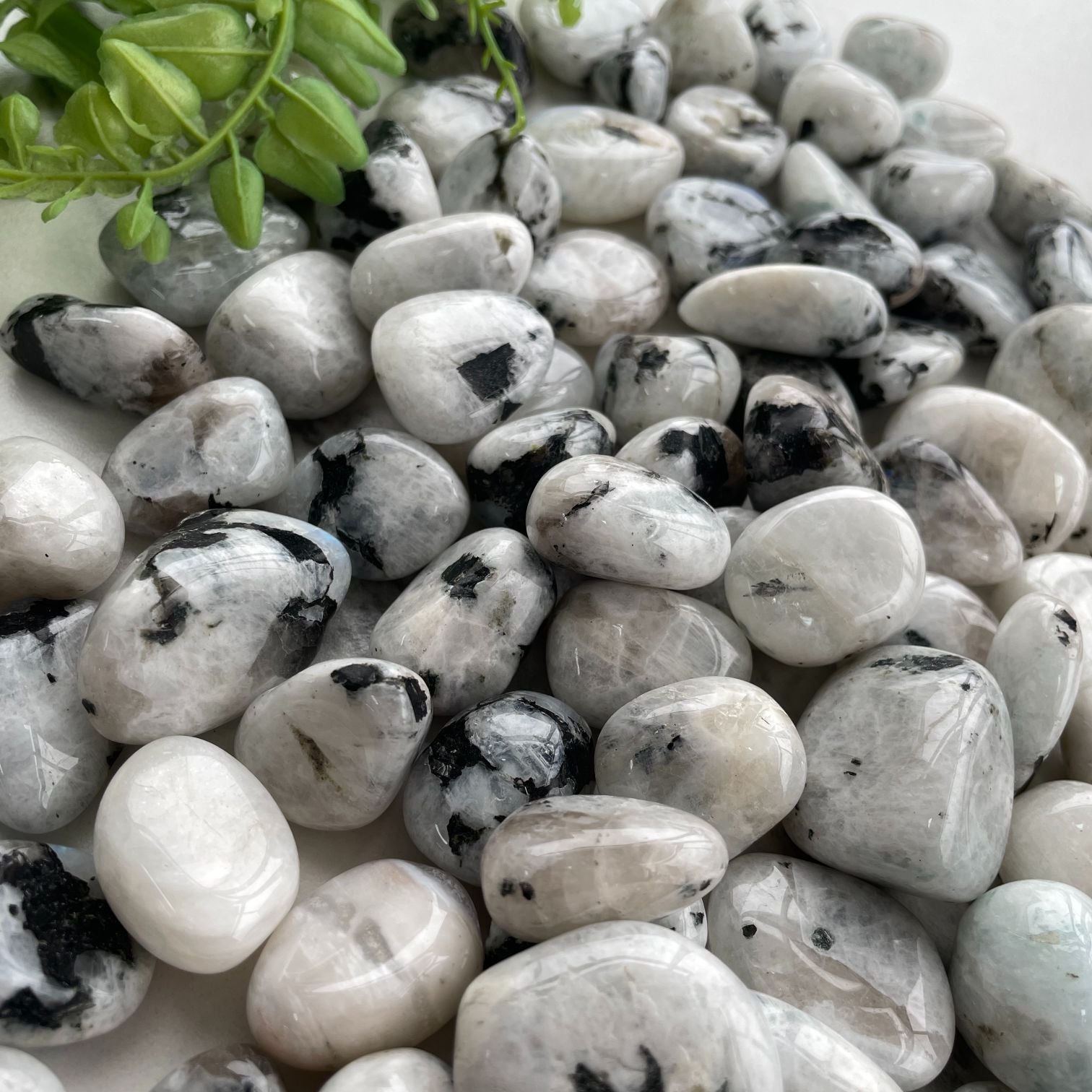 Rainbow Moonstone Tumbled - 1KG (50-60pc)