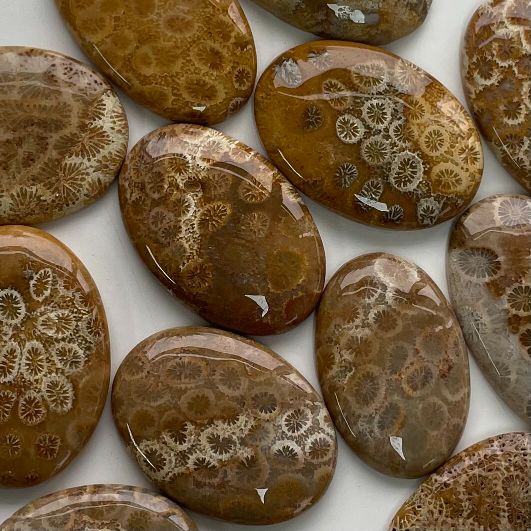 Fossil Coral Jasper Cabochon - Round - 1pc