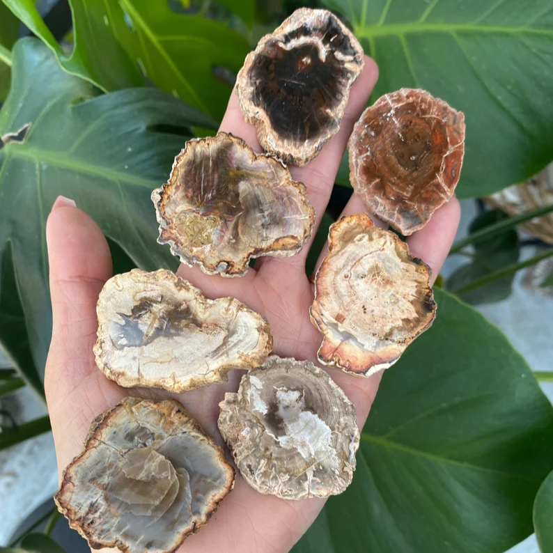 Petrified Wood Slab - 1pc - (2-5cm)