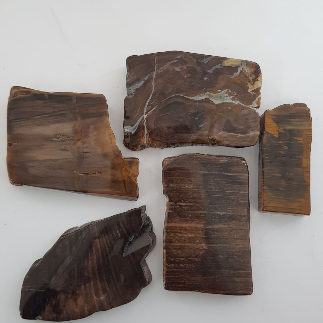 Petrified Wood Polished Slices - 5pc