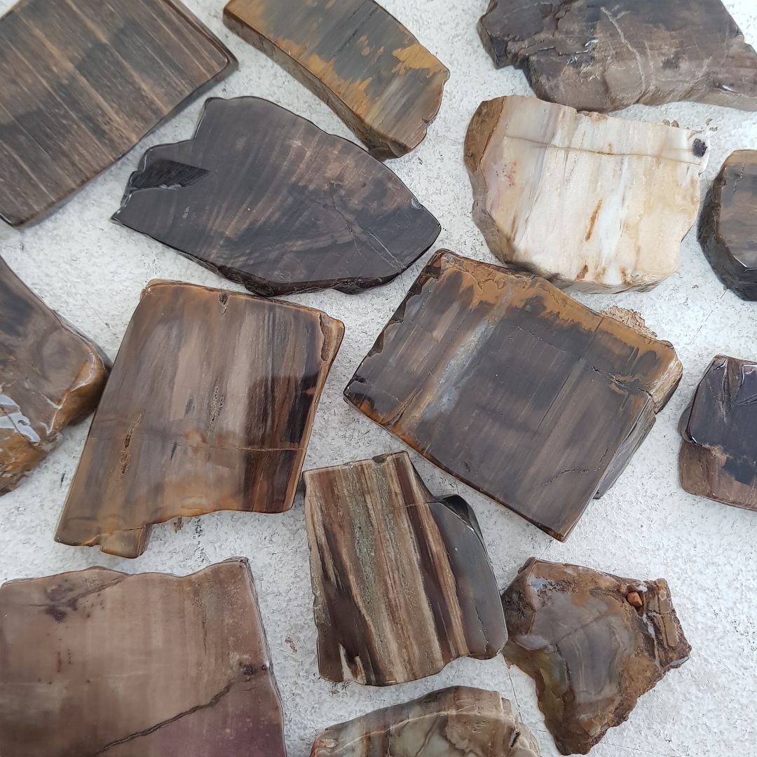Petrified Wood Polished Slices - 5pc