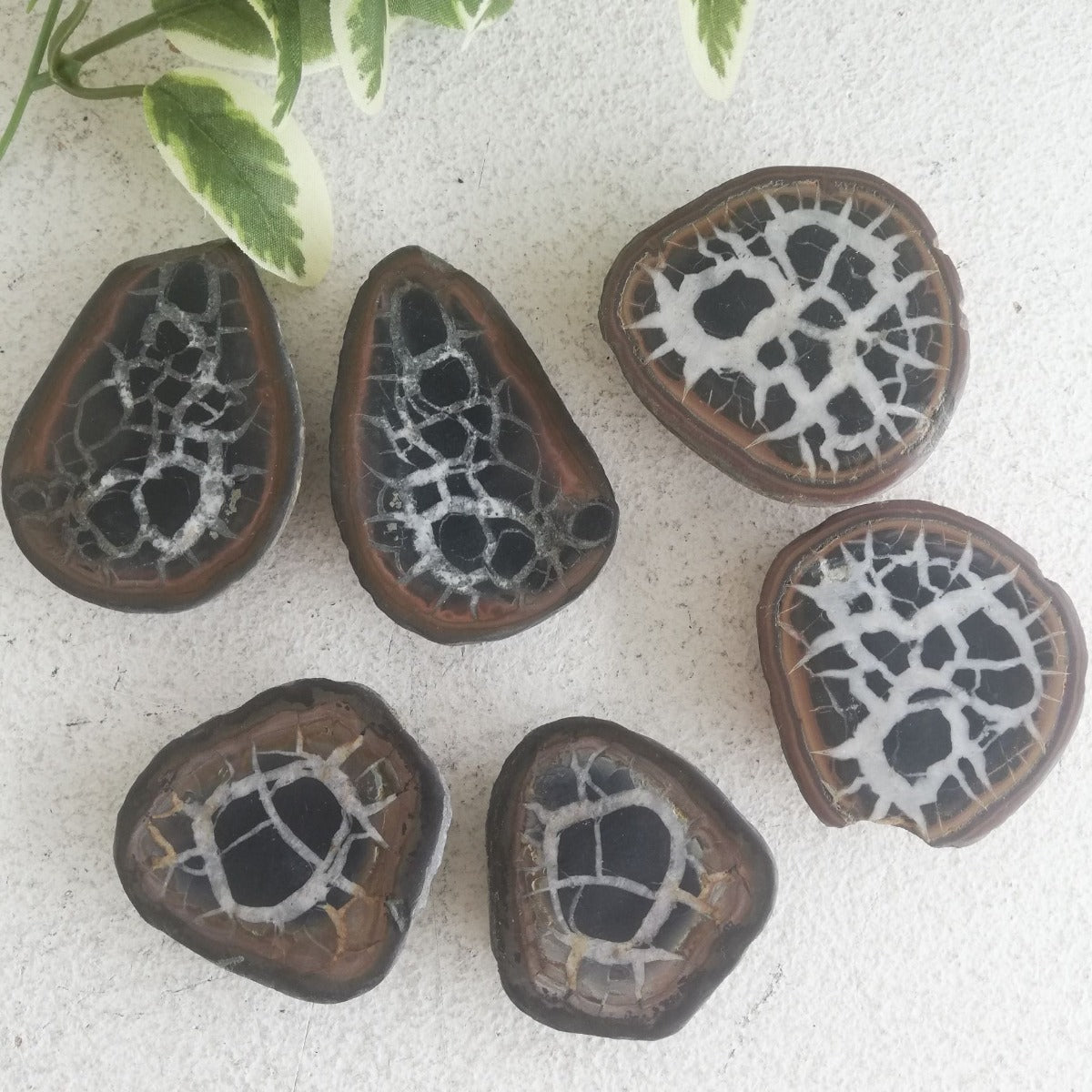 Septarian Geode Pair