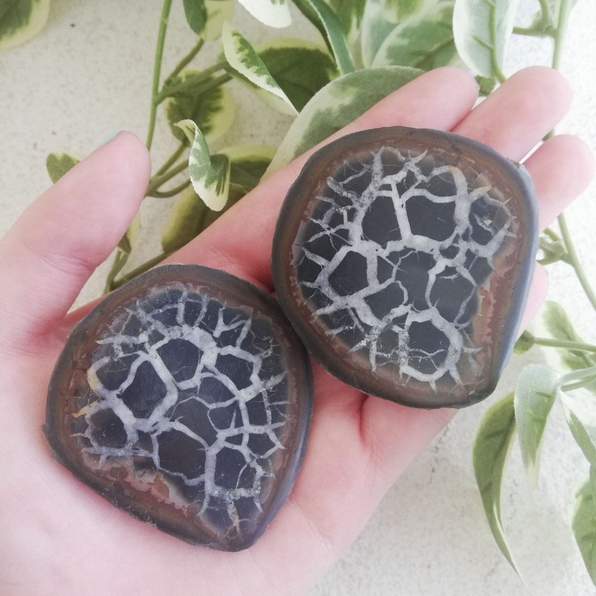 Septarian Geode Pair