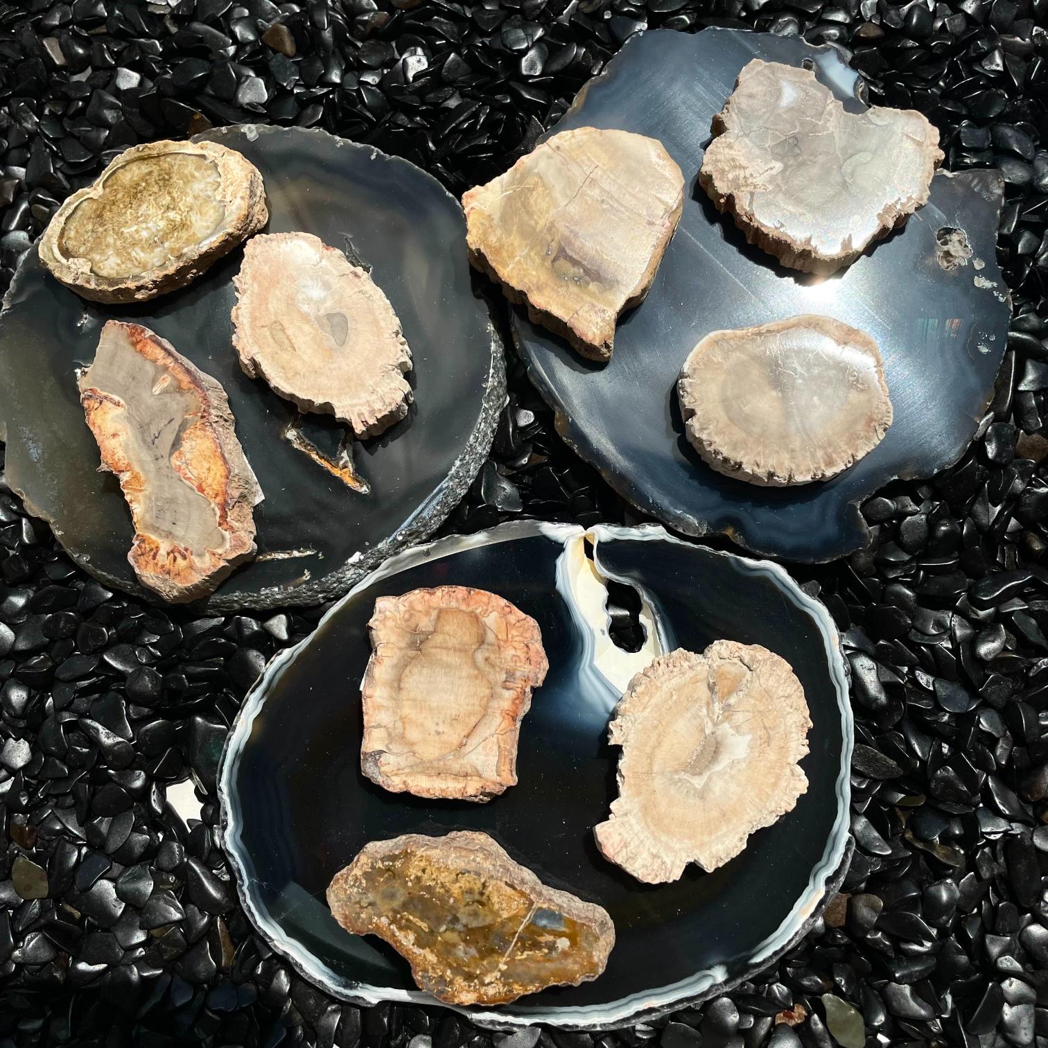 Petrified Wood Slab - 1pc - (2-5cm)