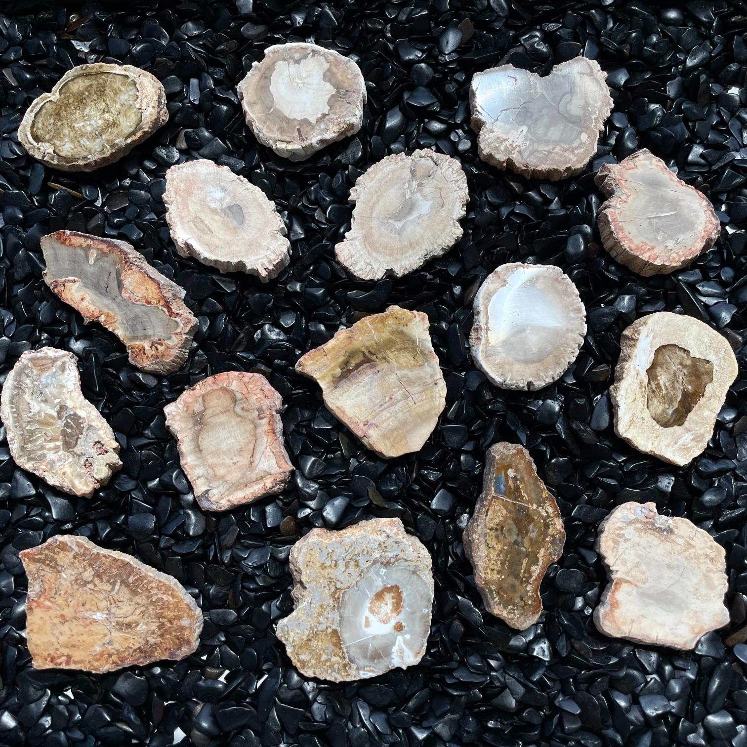 Petrified Wood Slab - 1pc - (2-5cm)
