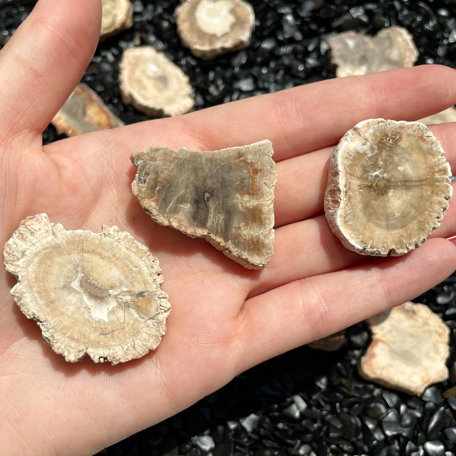 Petrified Wood Slab - 1pc - (2-5cm)
