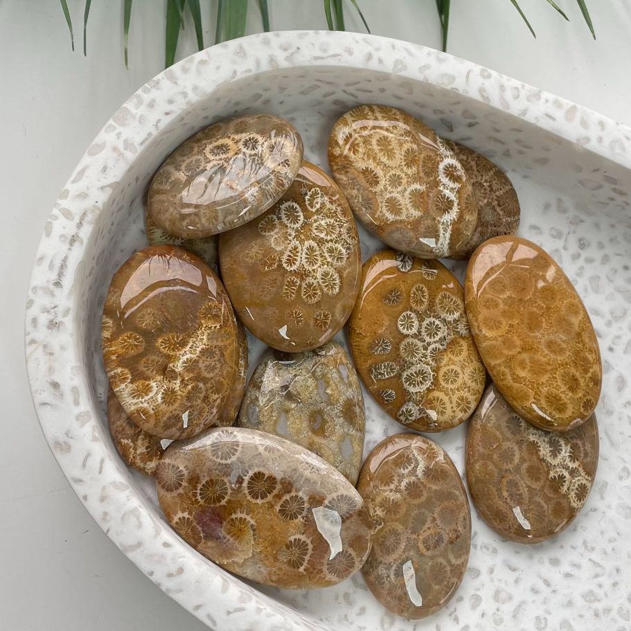 Fossil Coral Jasper Cabochon - Round - 1pc