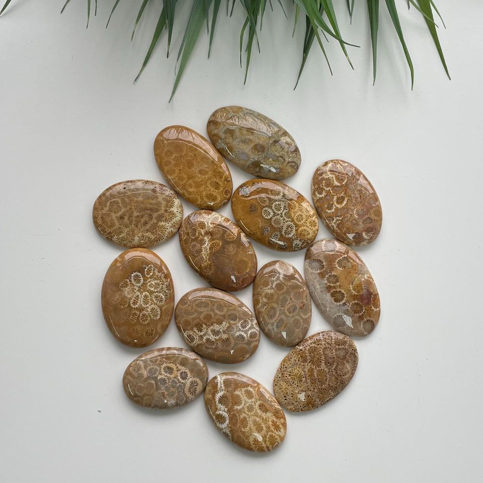 Fossil Coral Jasper Cabochon - Round - 1pc