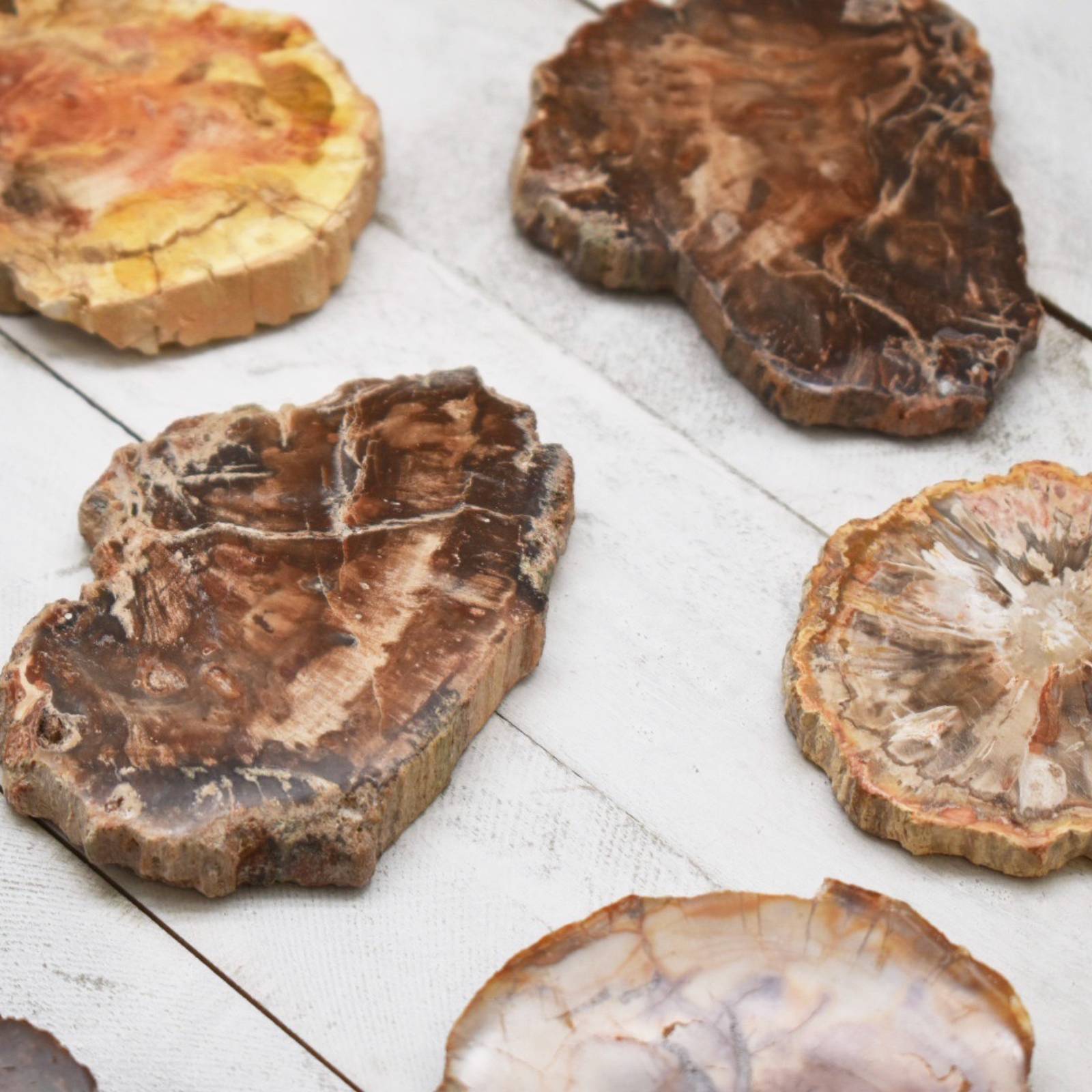 Petrified Wood Slab - 1pc - (2-5cm)